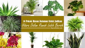 3 jenis pokok lidah mertua kat rumah mak. 10 Pokok Hiasan Bantu Udara Dalam Rumah Lebih Bersih Azura Abdul