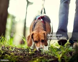 Image of Beagle sniffing the ground while on a walk in a park