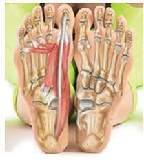 Attaches the calf muscle to the heel bone. Foot And Ankle Anatomy Bones Muscles Ligaments Tendons