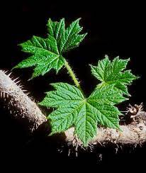 Devils Club Plant Leaves I Alaska Travel Photos Alaska Pictures Plant Leaves Alaska Travel