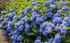 We did not find results for: Planting And Caring For Hydrangeas Mygarden Com