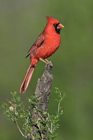 Birds Of Northern Indiana Indiana State Bird Bird Photo Animals Beautiful Birds