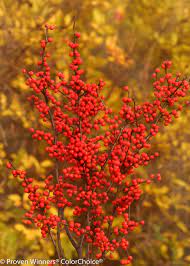 Winterberry holly will do well in either full sun or part shade. Berry Heavy Winterberry Holly Ilex Verticillata Proven Winners