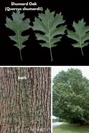 Chinkapin oaks are found on dry, limestone outcrops in the wild and perform well in alkaline soils. 21 Different Types Of Oak Trees With Names Their Uses And Pictures