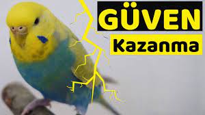 muhabbet kusu guven kazanma altin kurallar muhabbet kuslari kusu kus