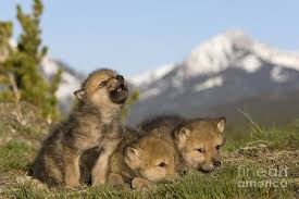 Image result for wolf cub