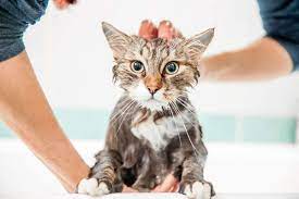 How Often Should You Wash Your Indoor Cat Meowhoo Com