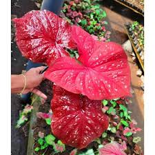 Di pasaran terdapat berbagai macam madu, mulai dari madu hutan, madu liar, madu serbuk dari terdapat pada bunga diambil oleh lebah dengan cara menyimpannya pada kaki mereka. 4 Jenis Bunga Keladi Mahal Di Indonesia Sanggup Beli Yang Mana Tanaman Hias Dalam Pot Tanaman Tanaman Hias Daun