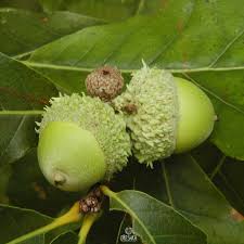 Image result for Necepsia castaneifolia