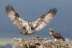 Maybe you would like to learn more about one of these? Birds Of Prey How To Find And Photograph Raptors Nature Ttl