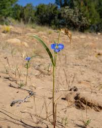 Image result for Commelina petersii