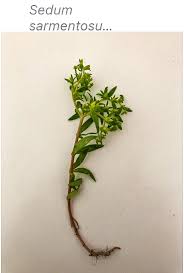 Image result for Hexasepalum sarmentosum