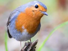 Перевод слова robin, американское и британское произношение, транскрипция, словосочетания, примеры использования. What Do Robins Eat Bird Food Love The Garden