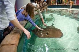 Field Trip Georgia Aquarium Georgia Aquarium Field Trip Trip
