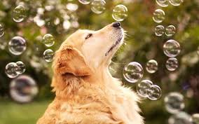 Resultado de imagen de perros jugando