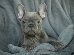 We offer puppy delivery service. 10 Things You Didn T Know About The Blue French Bulldog