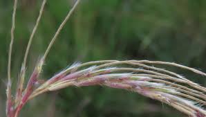 Image result for Diheteropogon amplectens
