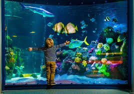 Book Tickets To Sea Life Grapevine Aquarium Online And Save Up To 25 Off Standard Admission Sea Life Melbourne Aquarium Aquarium Sea Life