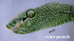 I believe this is some sort of viper but regardless of the type of snake that you wish to draw. Snake Realistic Head Drawing With Color Pencil Snake Realistic Face Drawing Snake Drawing Youtube