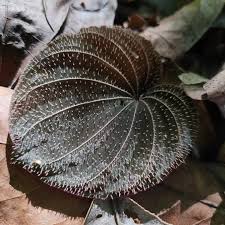 Image result for Nervilia petraea