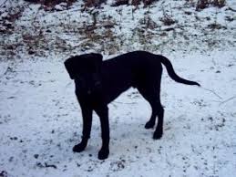 People who have brought this hybrid into their home have discovered what a wonderful pet they make. Rhodesian Ridgeback Labrador Mix Grosse