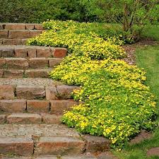 Waldsteinia ternata ´Forrest sun´ (Valdštejnka trojpopčetná)