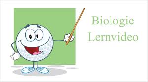 Aufbau Einer Nervenzelle Biologie Lernvideo Youtube