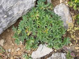 Image result for Alchemilla johnstonii