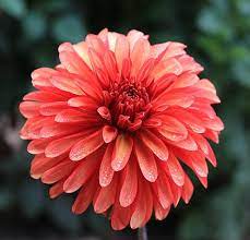 Alberta Sunset Flower Background Iphone Dahlia Flower Beautiful Flowers