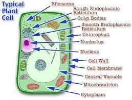 Maybe you would like to learn more about one of these? 10 Amazing Facts About Plant Cells Tutorpace Plant Cell Diagram Cell Diagram Plant Cell Labeled