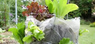 I recommend that when you are going to start. Vertical Gardening How To Make The Most Of Your Space By Growing Vertically
