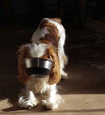 Cavalier King Carles Beslenmesinde Bilinmesi Gerekenler