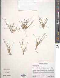 Image result for Eriocaulon abyssinicum