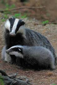 Badger Mum And Baby Dachse Tiere Tier Fotos Vogel Als Haustiere