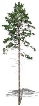 The tree, measuring 5cm, was discovered by russian doctors when they opened up artyom sidorkin, 28, to remove what they thought was a tumour. Cut Out Tall And Thin Pine Tree Vishopper