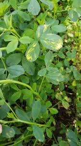 Image result for Alfalfa mosaic virus