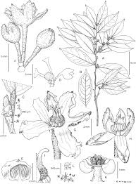 Image result for Cola greenwayi