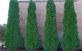 Degroot S Spire Arborvitae 5 Planted 4 5 Feet Apart In Slightly Curved Line Coming Up From The Sidewalk Emerald Green Arborvitae Landscaping Trees Arborvitae