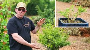 Image result for Nuxia congesta