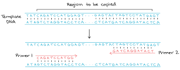 Polymerase Chain Reaction (Pcr) (Article) | Khan Academy