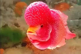 Ikan yang lebih dikenal dengan nama ikan roket merah ini, punya fisik yang memanjang lho, dan makin meruncing di bagian kepalanya. 5 Rekomendasi Ikan Hias Air Tawar Yang Mudah Dipelihara