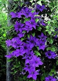 We did not find results for: How To Get Beautiful Clematis Blooms Acidity Vs Alkaline Purple Clematis Garden Vines Clematis Vine