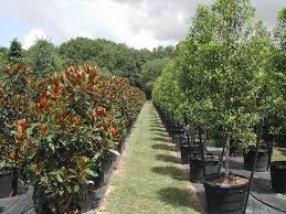 Check spelling or type a new query. Bill Bownds Nursery Trees And Tree Installation Home Houston Live Oaks Holly Trees And More