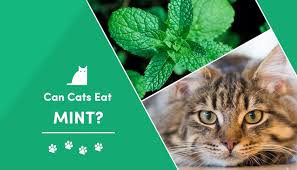 And they definitely will try eating it if they see your cat's body can't process these sugars the way yours can. Can Cats Eat Mint What You Need To Know Excitedcats
