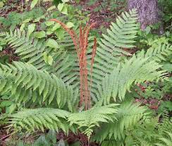 Image result for Osmunda