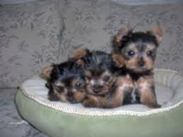 Why buy a puppy for sale if you can adopt and save a life? Yorkshire Terrier Puppies In Tennessee