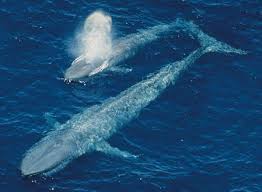 This ability is thanks to the whales' very unusual anatomy. Blue Whales Wale Blauwal Meeresbiologie