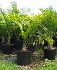After Growing In A Container For A Few Years Palm Trees Should Be Transplant Into The Ground For A Successful Small Palm Trees Potted Trees Potted Palm Trees