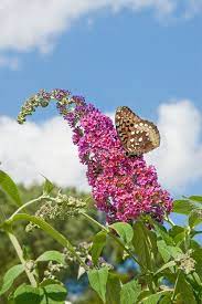 Butterfly Bush Buddleja Davidii Aka Buddleja Davidii Bicolor Against Blue Sky And Clouds And Silver Flower Stock Photography Buddleja Davidii Butterfly Bush