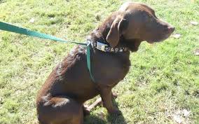 Doggie design harness, low prices, free shipping & 24/7 support, shop now! How To Make A Dog Harness Top Dog Tips